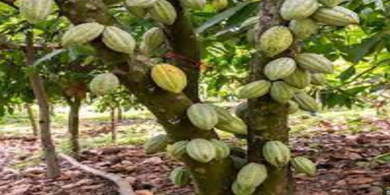 درخت کاکائو از کدام تیره خانواده گیاهی می باشد؟